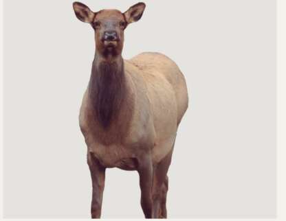 MONANA DECOY EICHLER ELK DECOY